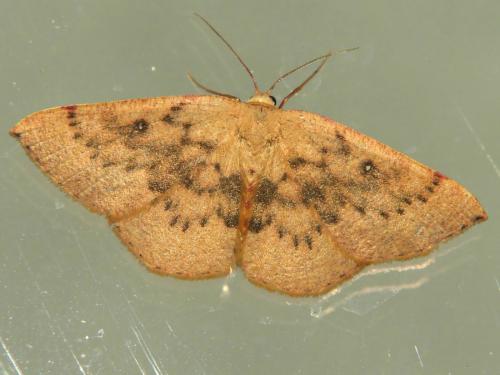 Cyclophora puppillaria